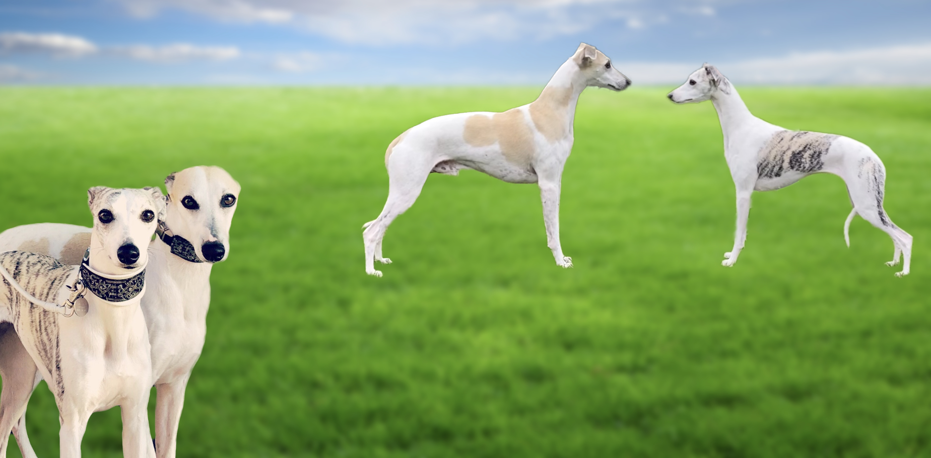 Header_Banner